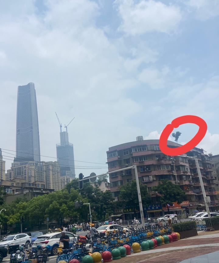 树顶顶！后面那栋高楼刚开始施工的时候它还是一粒种子，现在他竣工几年后他也是一颗朝
