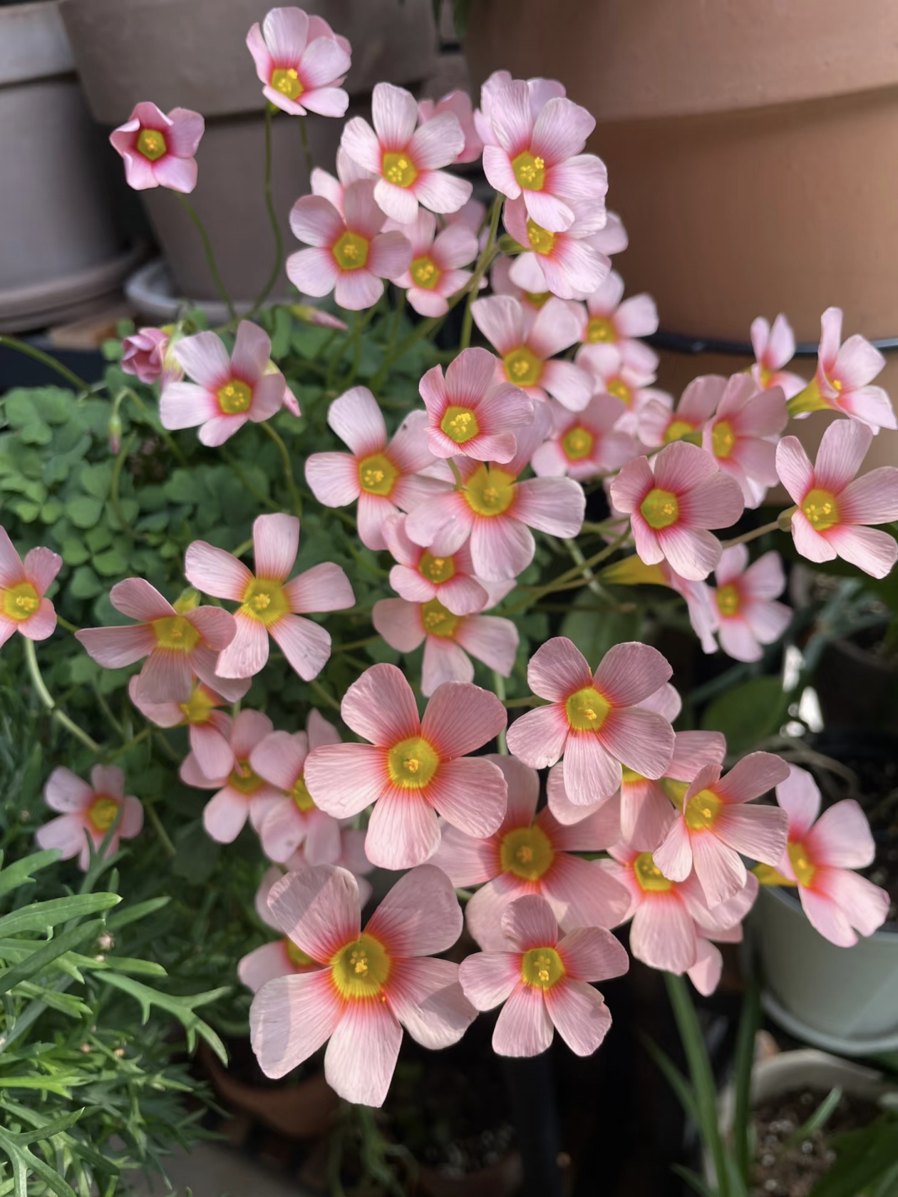 酢浆草 OB 系列：好养易开花，爆盆界 “顶流”！