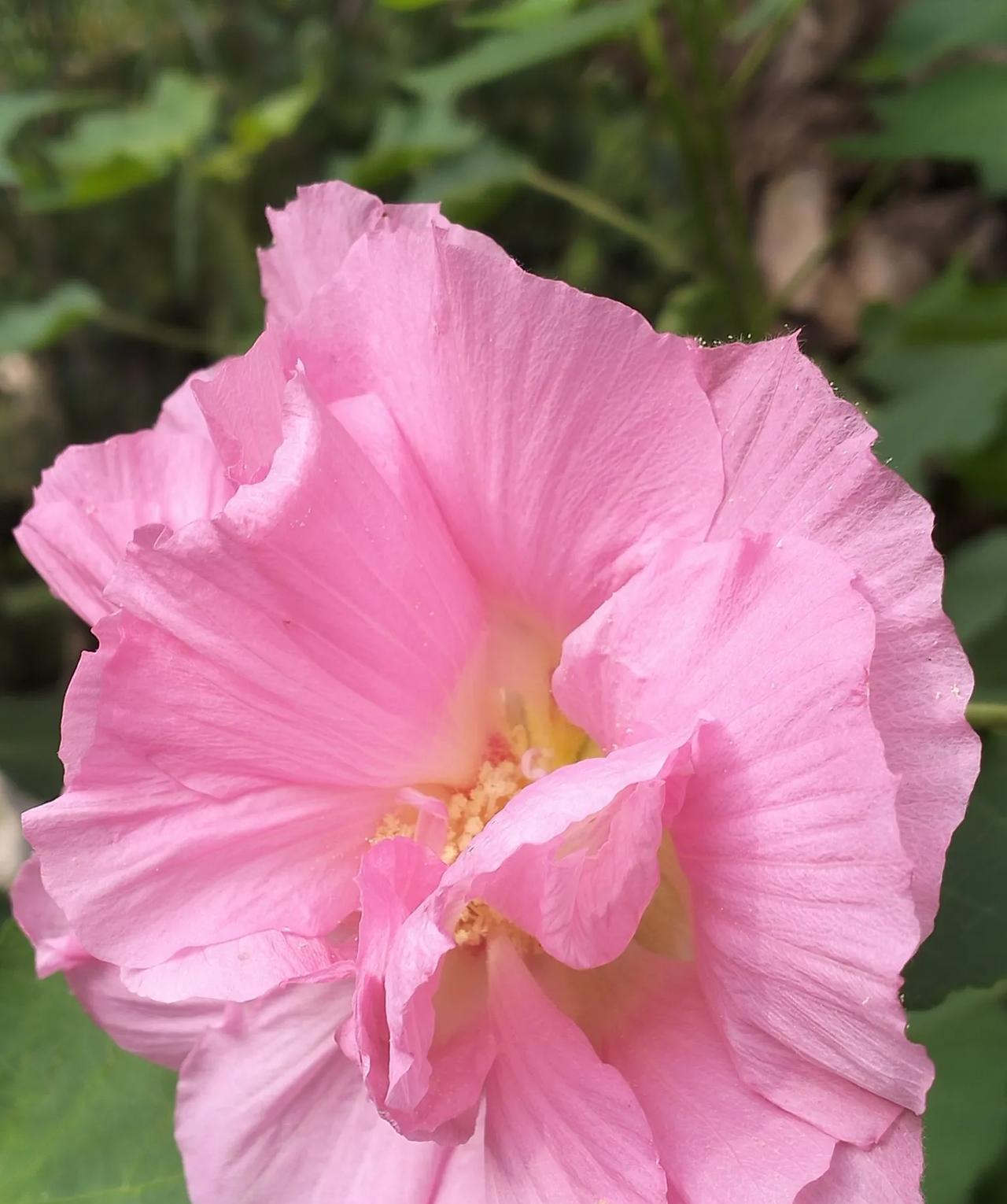 #随手拍芙蓉花木槿花#