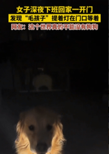 “泪目了！”吉林一女子深夜下班回家，打开家门，竟看到狗狗嘴里叼着灯在迎接她，女子
