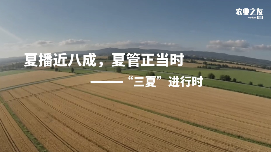 “三夏”进行时：夏播近八成，夏管正当时