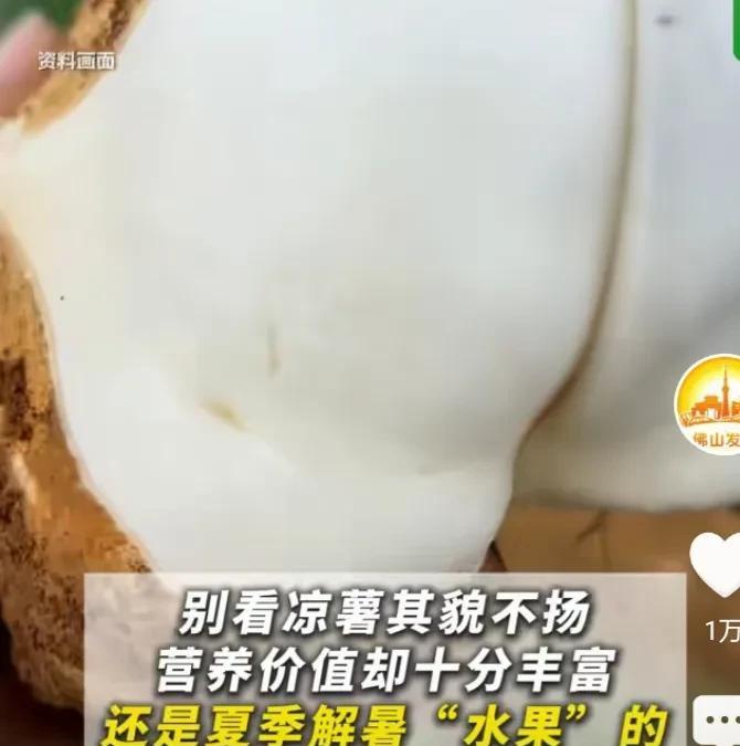 没错，它就是凉薯，我们湖南长沙这边叫凉薯，去年去湘西吃了当地的凉薯。
出生四十几