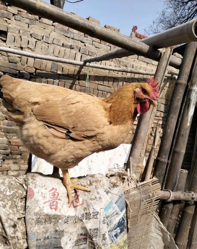 陕西，一名女子去年在市场上买了几十只鸡苗，卖家告诉她这些鸡是三黄鸡，这种品种的鸡