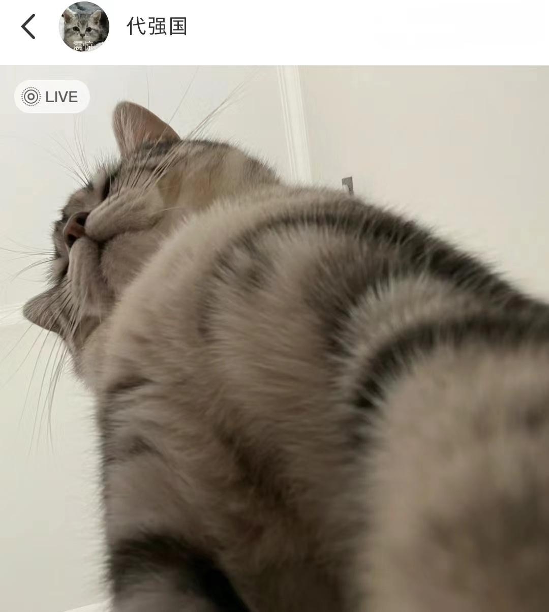谁家小猫咪这样啊，每天按时按点的拍我的脸，叫我起床上班，小猫咪：你再不起来上班，