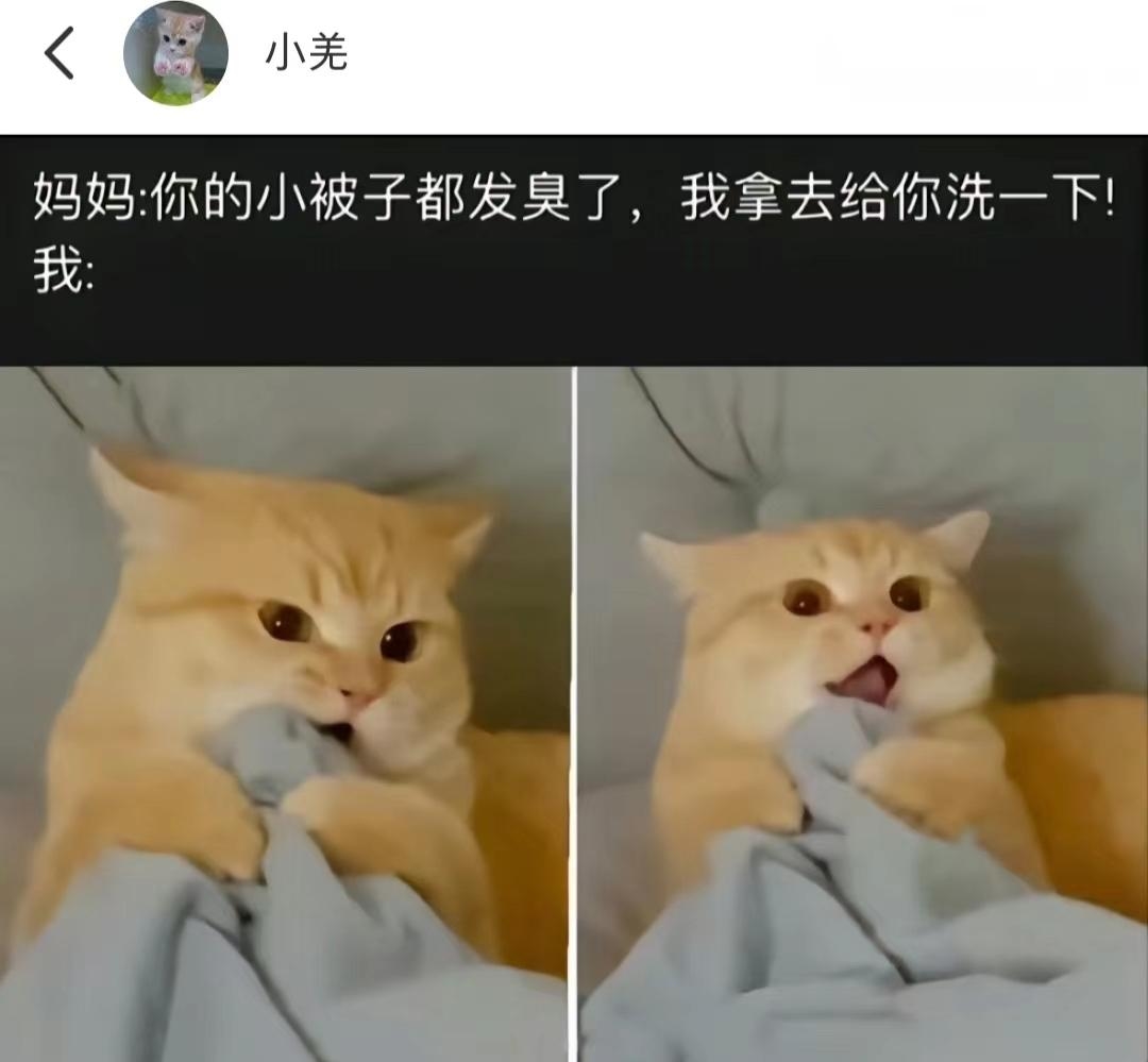 猫：不可以动我的小被子！！