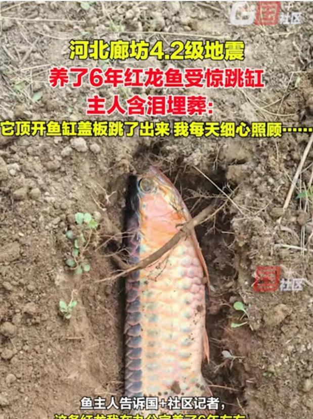 太可惜了！3月26日，河北廊坊一名男子发视频称，自己6年前花7000元买了一条红