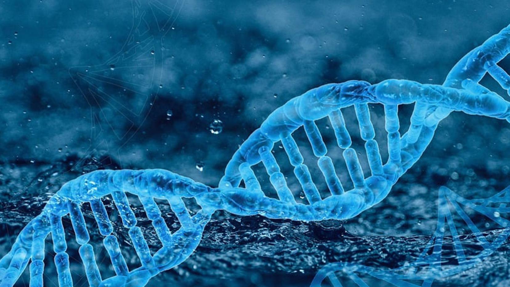 人源化抗体制备技术：基于抗体结构认知的精准改造与功能保留