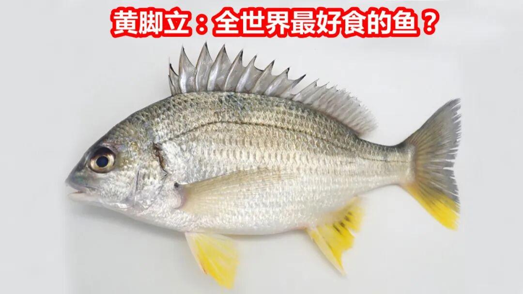 越大越瘦，黄脚立(黄鳍鲷)食味的科学分析