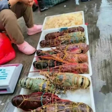 大酒店里高档龙虾，就这么摆在地摊上卖！