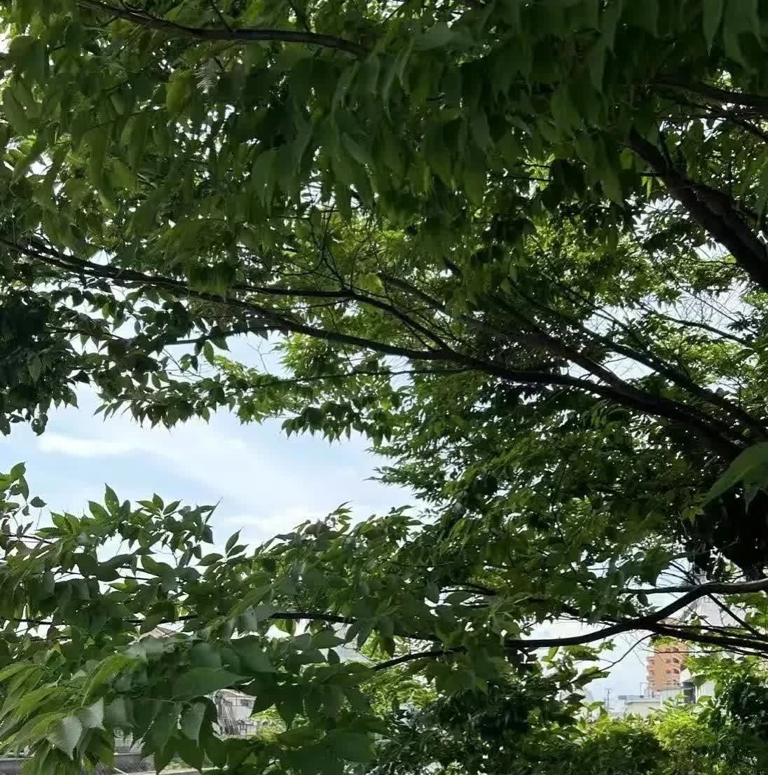 这两天很多日本华人在帮着一重庆女士找她妹妹，她妹妹张心已经失联好几天了。
张心