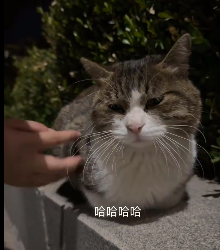 白嫖还猫身攻击