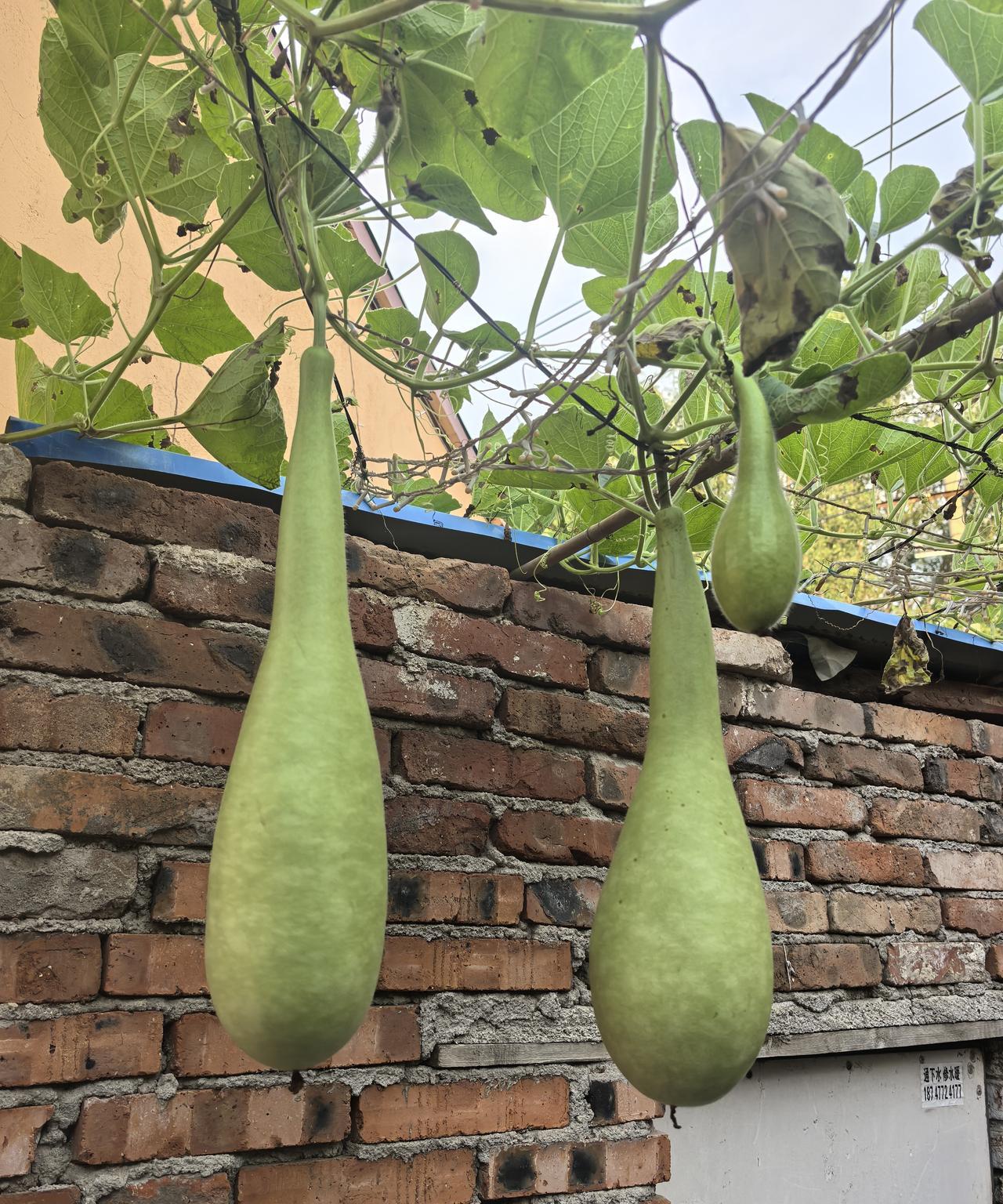 婆媳千万不要住在一起，婆婆更不能高估自己在媳妇心里的地位。
     我经常去附