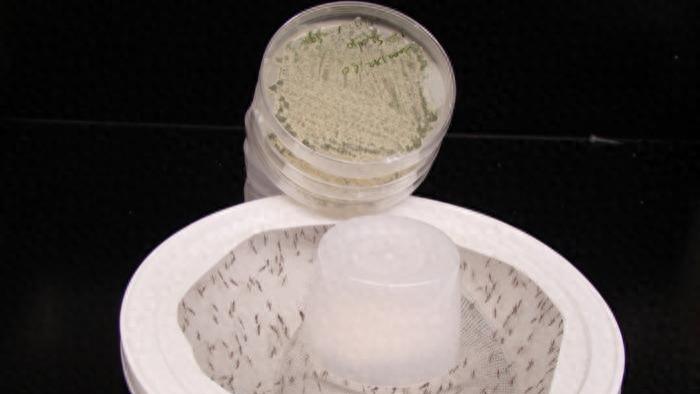 科学家开发出带有花香的真菌消灭蚊子