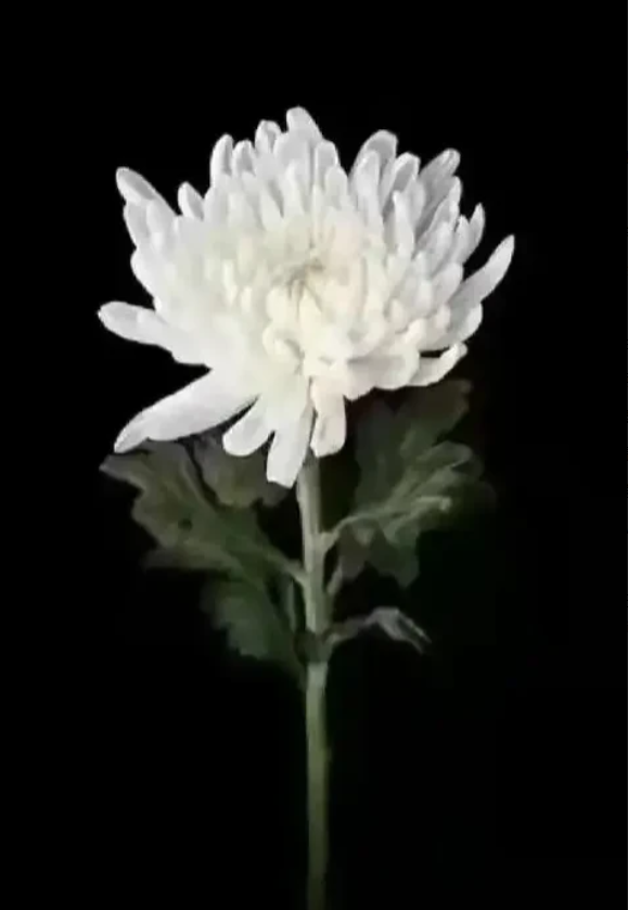 远亲家的一位男孩，抛下所有的亲人，昨天从学校的教学楼顶一跃而下。

孩子在北京某