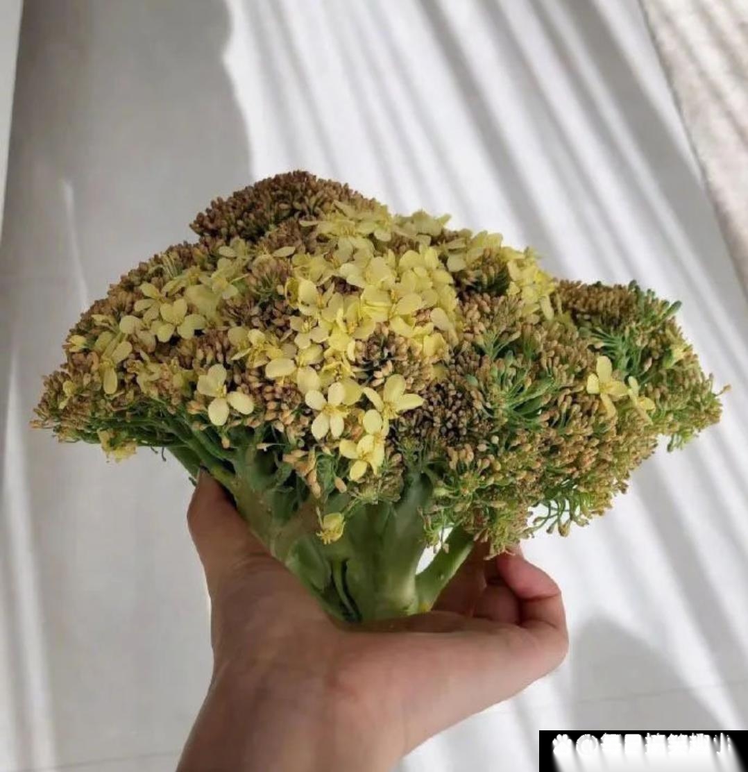 西蓝花还真的会开花，还挺好看的！
