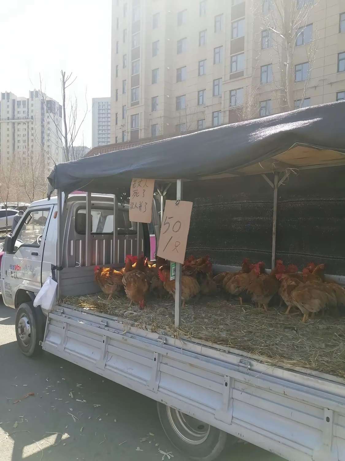 这是多大的愁啊？为了几只鸡。