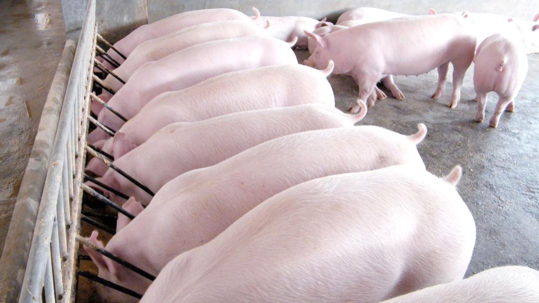 森澳达｜冬春养猪攻略：国家生猪产业体系的降本增效4大招