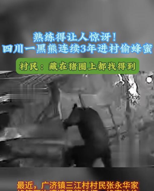 “熊出没诚不欺我！”四川，大爷连续3年被黑熊偷蜂蜜，今年又偷了18桶！怎料，大爷