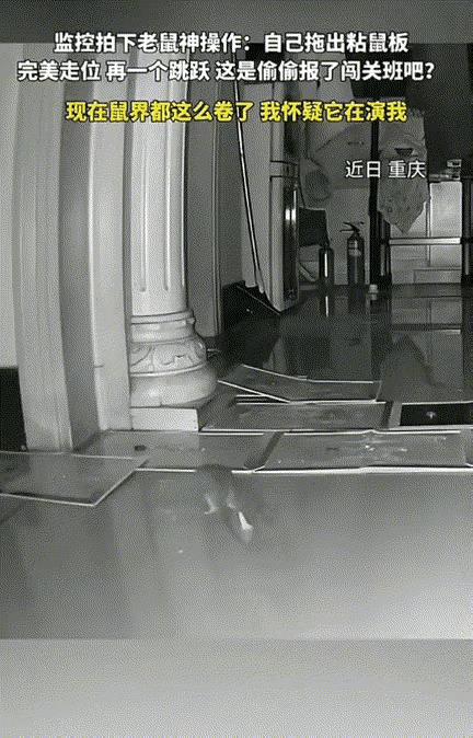 网友：老鼠的智商确实高，我原来在库房时，把粘鼠板放满老鼠所有的退路，满以为第二天