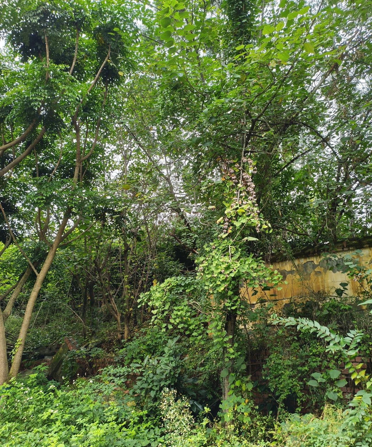 这几天都吵着说银行直供房马上就要来了，但是从各个银行的app里面进去，没有找到相