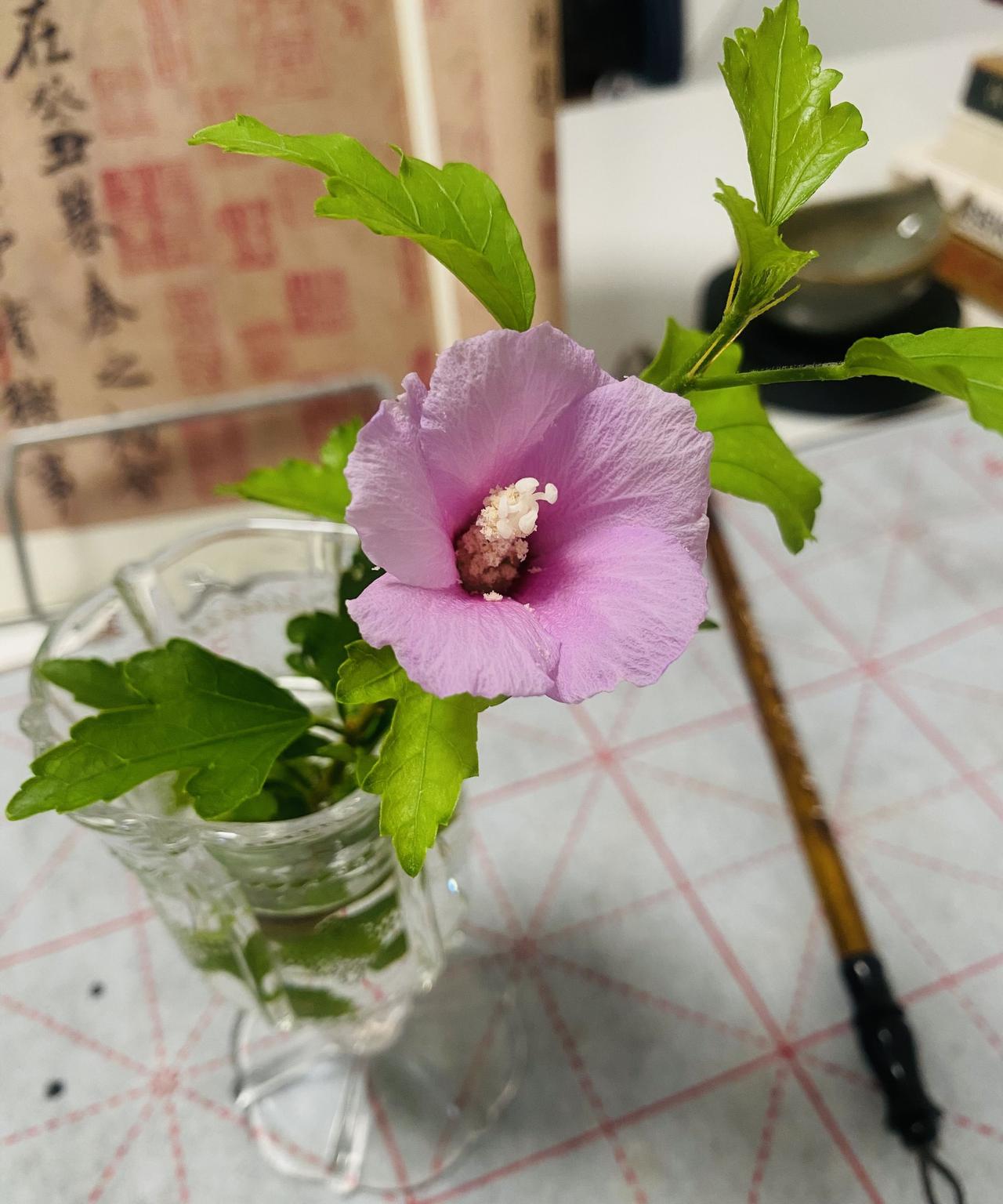 #晒一张你拍的花#
紫气东来木槿花