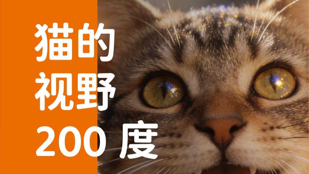 象乡宠物食品 | 猫的视野200度