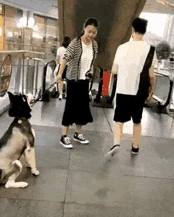 晚饭后，美女出来遛狗，街上人来人往，灯火璀璨。
美女一手牵着毛孩子，一边欣赏美丽