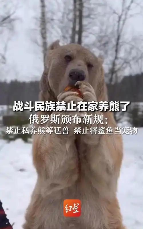 俄罗斯官宣禁止在家养熊！你们以前还真养啊？
大家是不是一直以为俄罗斯人养熊当宠物