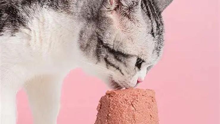 猫主食罐头挑选要点是什么？2025年十大安全主食罐头深度解析！
