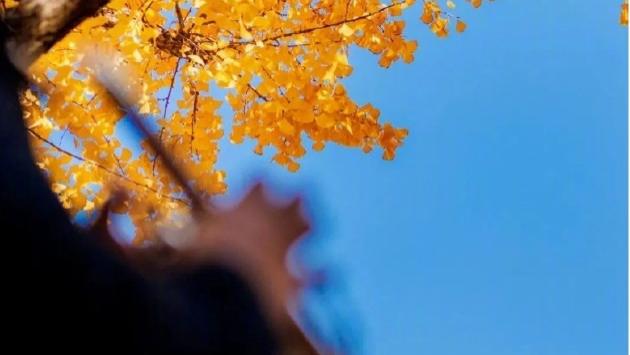 上海市中心绝美1.5公里！免费赏秋C位就在这条长廊