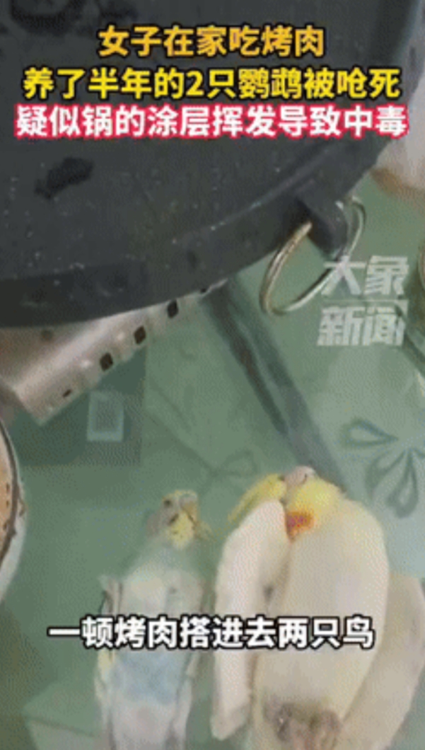 “真是防不胜防！”辽宁抚顺，一女子在家中吃烤肉，吃好喝好后，回头一看自己的鸟笼子
