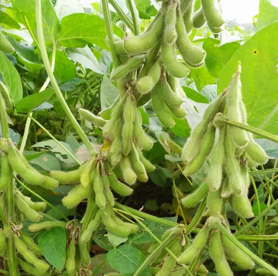 大家发现没，
东北人爱吃豆油是出了名的，
因为东北是我国的大豆主产区，
产量高，