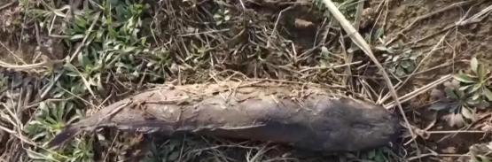 江苏，一女子为了给自己和家人祈福，买了9万多元的鲇鱼，放生进了当地一野生湖。被群
