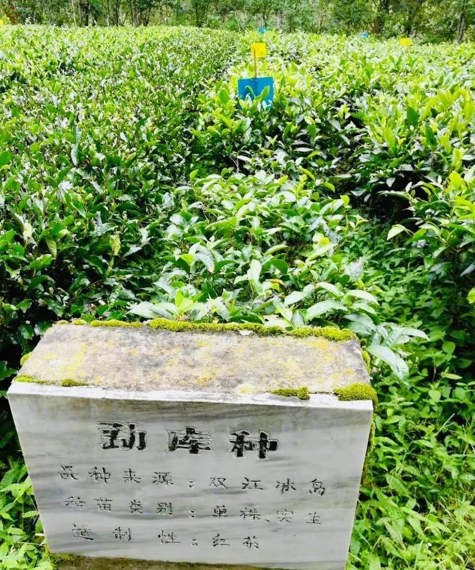 作为绿茶爱好者，这次来到广东英德凤庆茶科所了解不同茶品种和培植技巧，绿茶品种非常