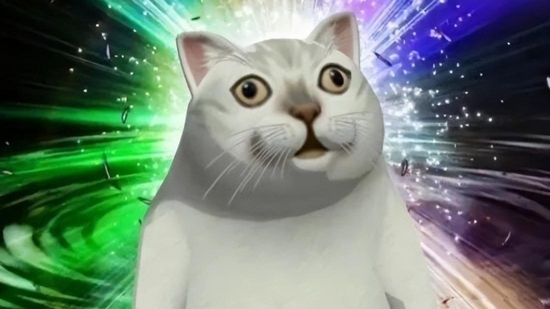 猫猫：敢情我换了个地方流浪呗！！！