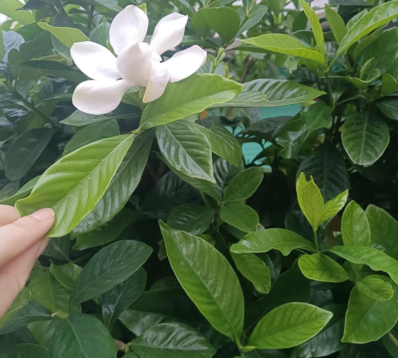 我家的栀子花，居然还有盛开。
借着花开，祝福大家：
心中盛满希望，心想事成，事事