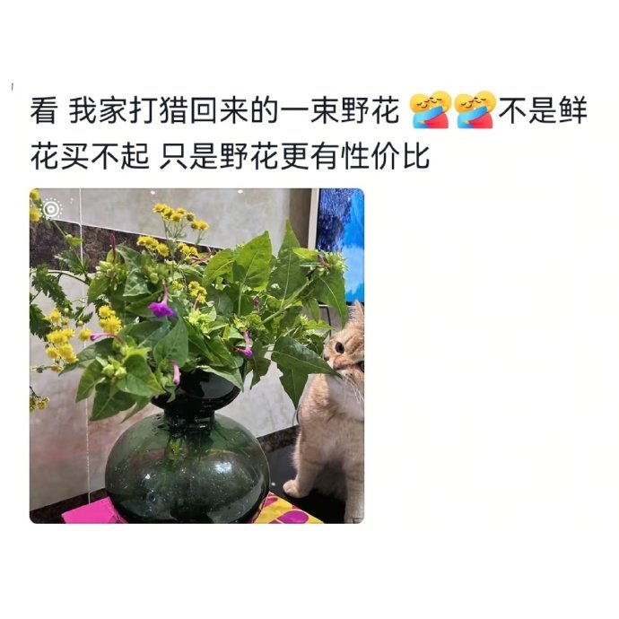 最后因为这个桃子没有分