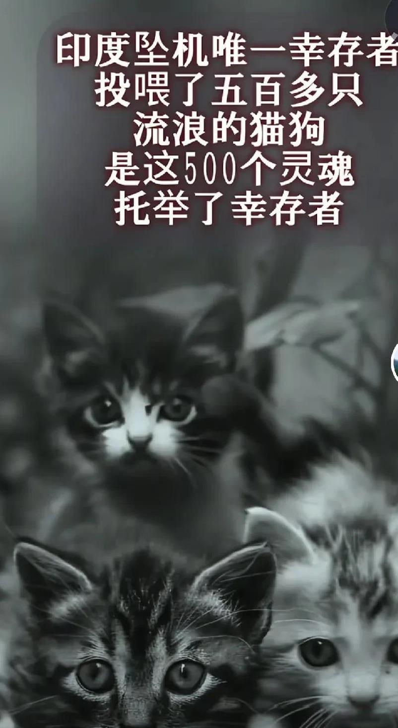 刚刚听了一个真实发生的 故事，印度一个坠机事件，唯一幸存者，竟然一个截止此次空难