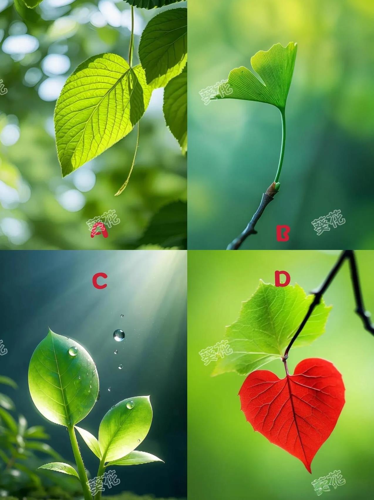 测一测，你是一个容易快乐的人吗？
下图中，你更偏爱哪片树叶？
趣味测试，超级准哦
