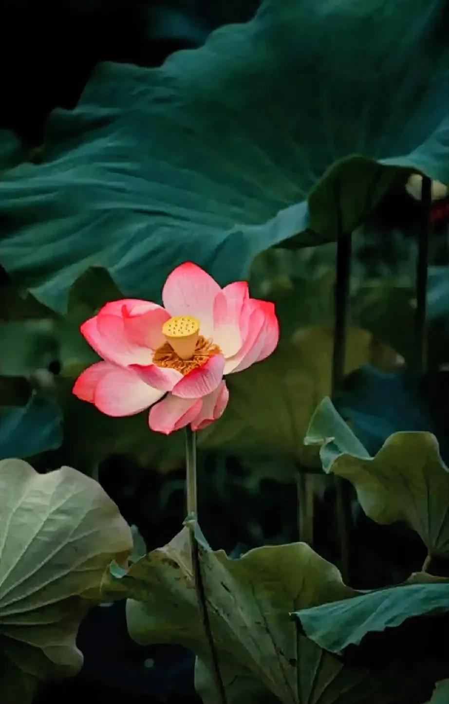《淤泥深处，自有清欢》
文/清荷
有那么一刻
我谅解了塘底淤泥的低语
如同释怀了
