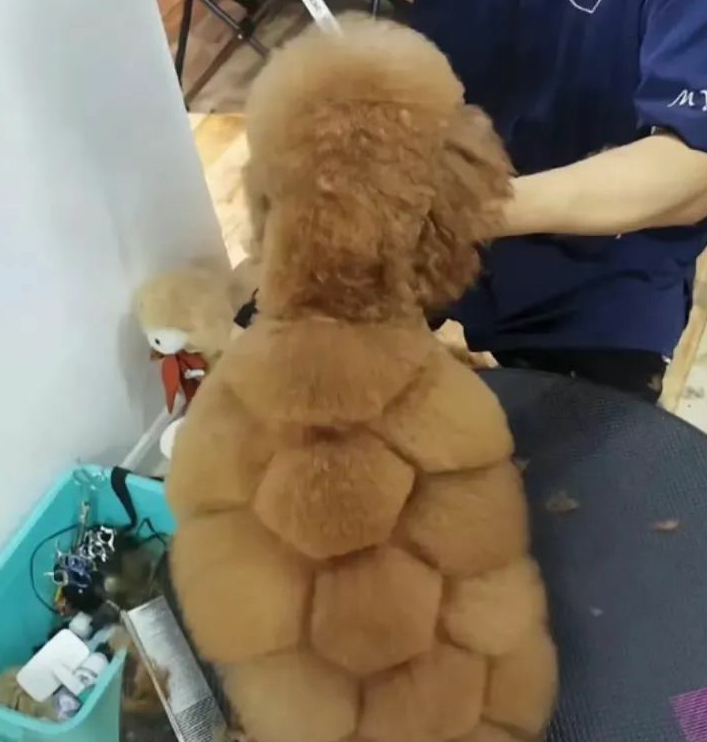 狗狗变龟龟