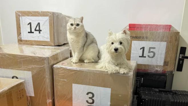 带小猫、小狗回家用哪个平台？年底如何带宠物安全长途搬家？