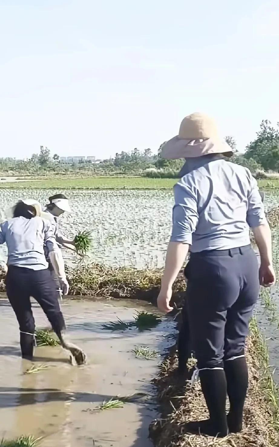 批评不合理！穿正装下田可以插秧，即使可以买很多米也合理！
插秧时手指头插泥里起倒