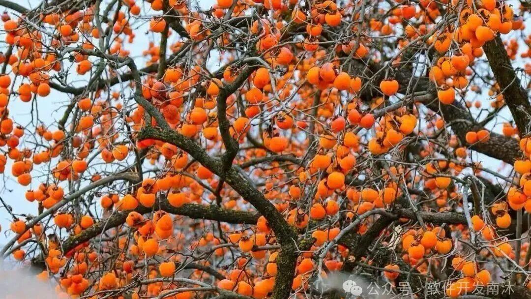 3天引流10万+！彬州柿子“现象级走红”的三步法，所有生鲜商家都该学