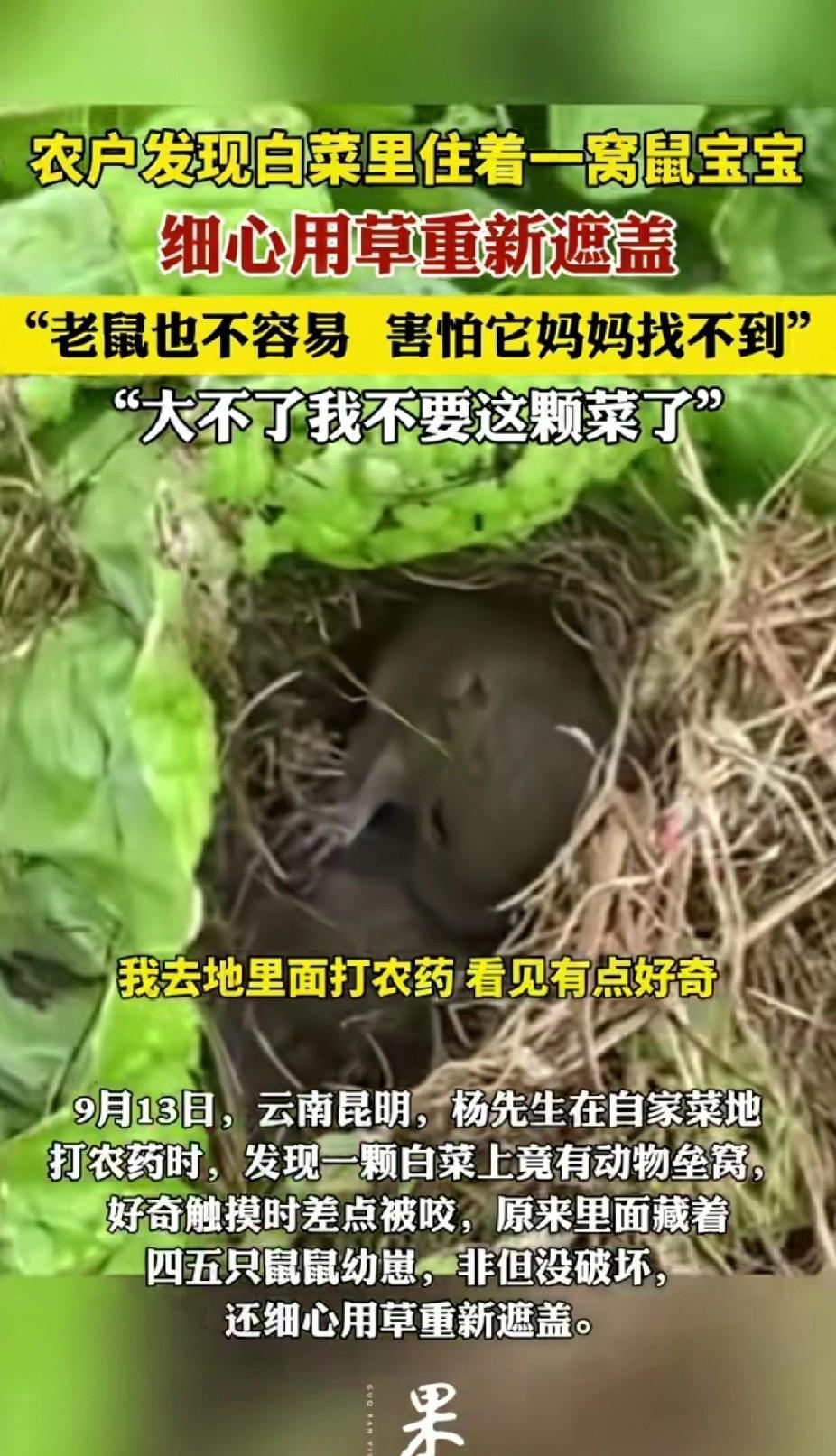 一个人最可恨的就是是非不分的善良。云南某人发现了一窝幼鼠幼，在差点被咬到的情况下