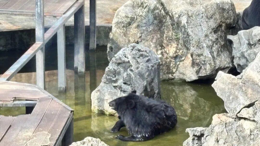 拒绝精神内耗！野熊谷的黑熊教你什么是真正的“松弛感”