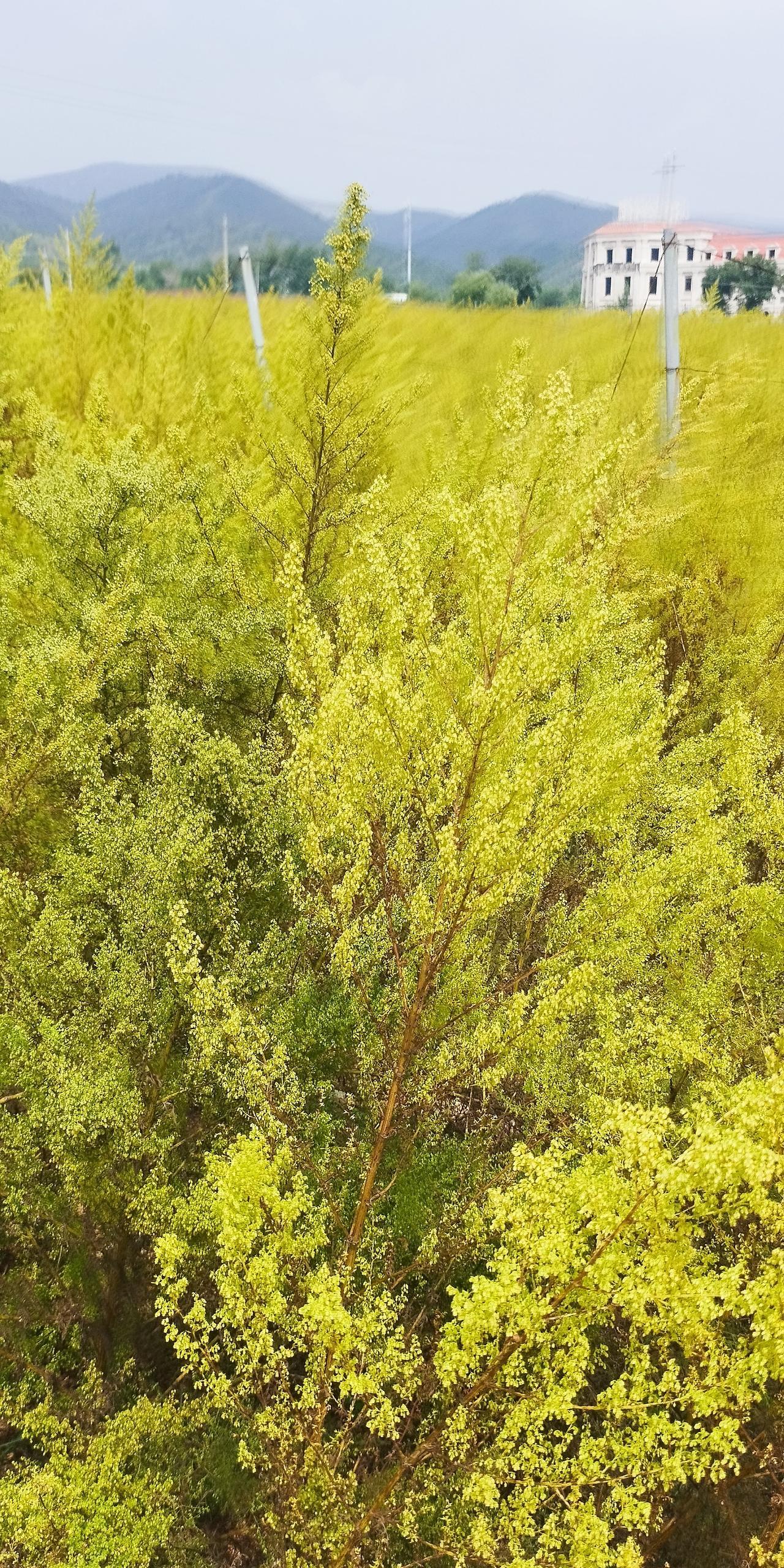 这就是让呼和浩特民众普遍厌恶的蒿草