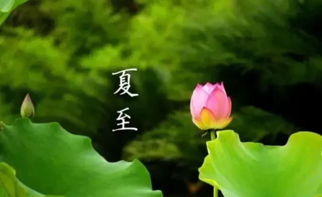 # 夏日生活打卡季#
                 望海潮·夏至情长
   