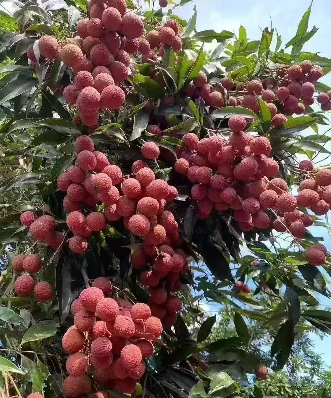 老话说的，一个荔枝三把火，作为一个荔枝之乡的人告诉大家，荔枝一次性一定要吃够，不