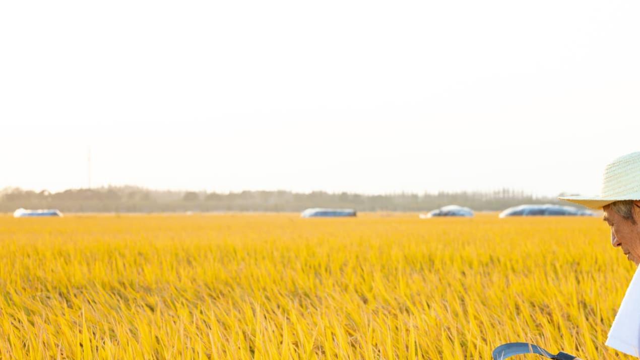 七天施肥王炸升级，山地梯田，大豆增产好打理